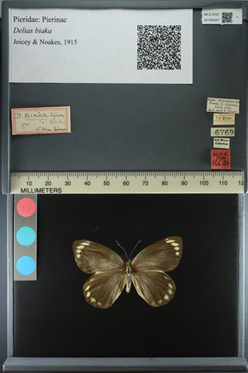 Media type: image;   Entomology 192047
